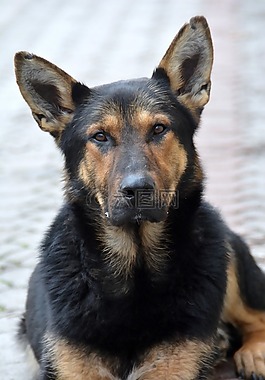 狗,哺乳動(dòng)物,犬