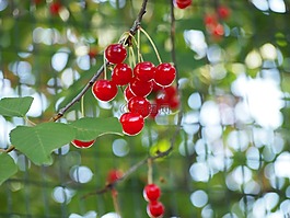 紅色,櫻桃,水果