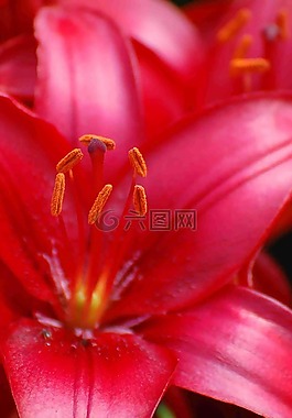 百合花,開花,關(guān)閉