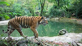 虎,野生動物,動物