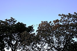樹,高大,開花
