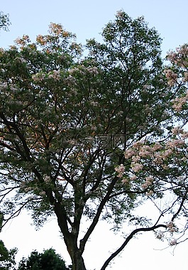 樹,高大,開花