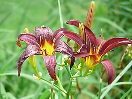 花,百合,花園