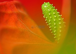 花,紅色,綠色
