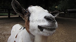 動物,山羊,農(nóng)場