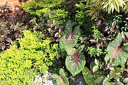 植物,葉子,花園