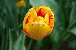春天,郁金香,黃色