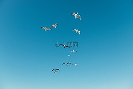 動物,鳥,海鷗