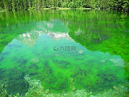 高山湖,綠色,魚