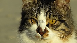 貓,迷路,動物