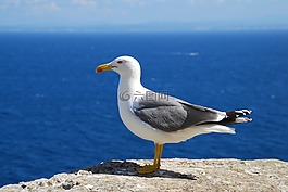 海鷗,海,鳥