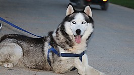 狼,狐貍,白