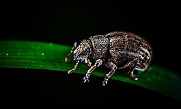 甲蟲,昆蟲,bespozvonochnoe
