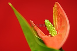 花,花瓣,性質(zhì)
