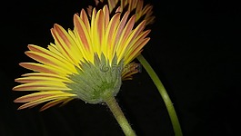 自然,花,植物區(qū)系