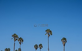 棕櫚樹,天空,棕櫚