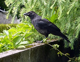 烏鴉,鳥,黑色