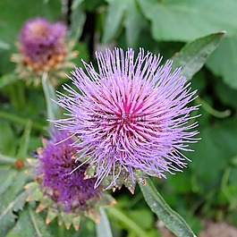 花,薊,花瓣
