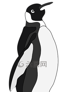 企鵝,鳥,動物