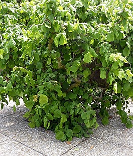 榛,布什,花粉產(chǎn)品供應(yīng)商