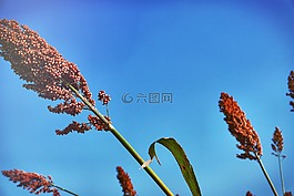 植物,花,好望角芦荟