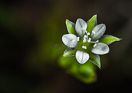 性質(zhì),花卉,工作表