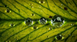 珍珠,植物,工作表