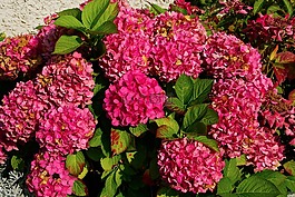 繡球花,鮮花,粉色