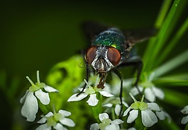 昆蟲(chóng),性質(zhì),戶(hù)外