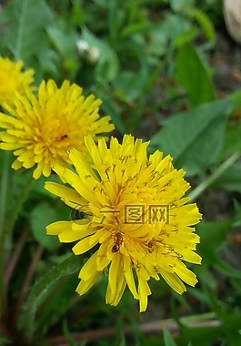 蒲公英,螞蟻,鮮花