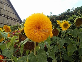 太陽(yáng)花,景觀,性質(zhì)
