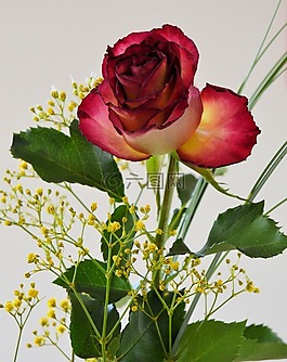 玫瑰,花,開花