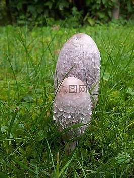 馬勃,蘑菇,草