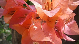 cadena 德奥马尔,花,橙色