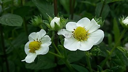 鮮花,草莓,夏天