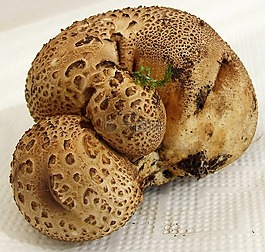 蘑菇,有毒,森林