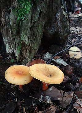 蘑菇,秋,森林