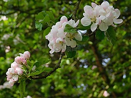 花,自然,樹
