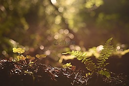 蕨類植物,綠色,葉