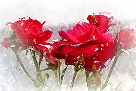 花卉,玫瑰,紅色花