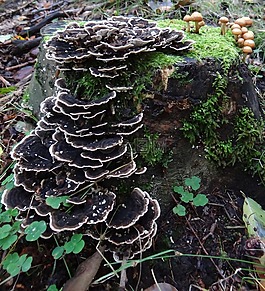 蘑菇,秋,森林