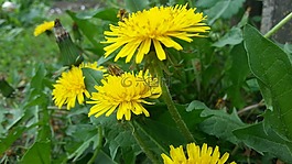 蒲公英,蔬菜,鮮花