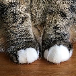 猫,爪子,mieze