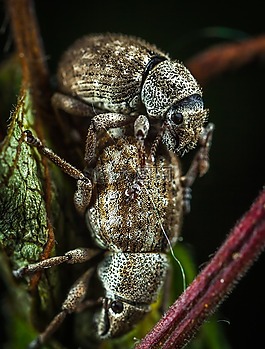 甲蟲,昆蟲,bespozvonochnoe
