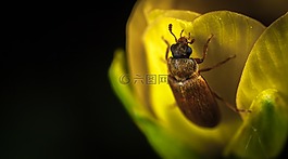 昆蟲,性質(zhì),bespozvonochnoe