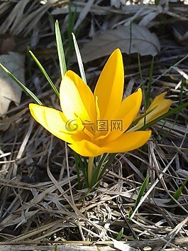 番紅花,春天,花