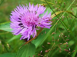 花,斯洛伐克