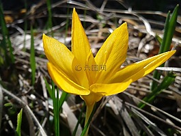 番紅花,春天,花
