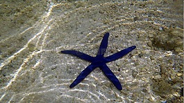 海,明星,海洋