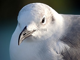 海鷗,鷗,鳥